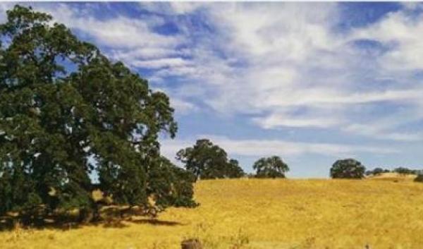 An oak woodland in California.